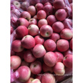 red qinguan apple exporter Fresh Paper Bagged Qinguan Apple China qinguan apple